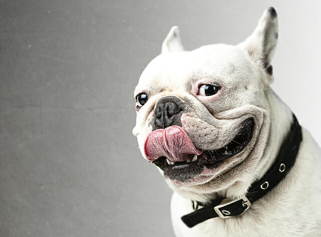 happy bulldog french dog tongue white black pink smile portrait pet