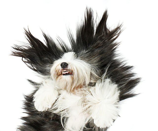 old english sheepdog dog pet animal floor back laughing happy tickling fun portrait