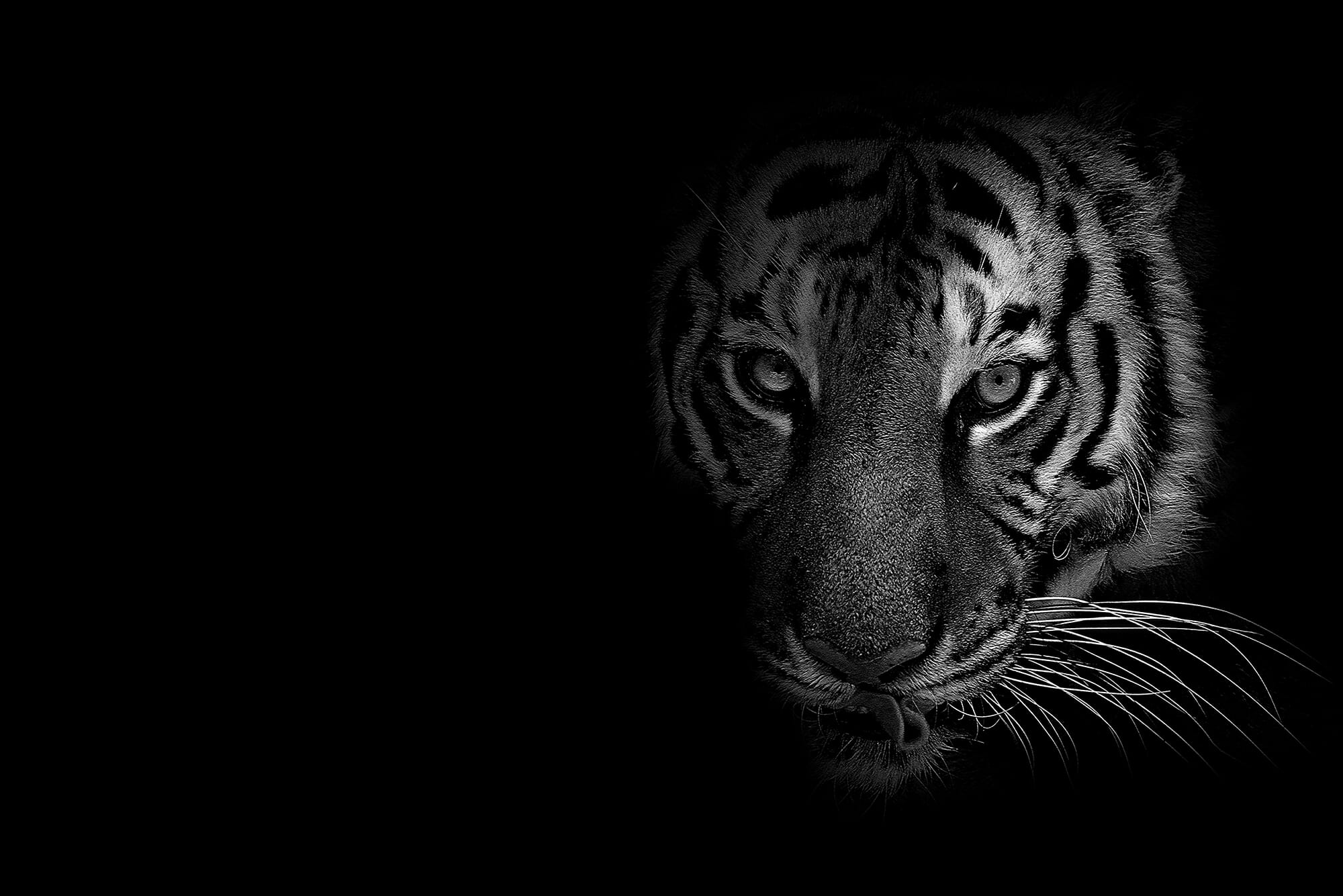 tiger dark big cat stripes whiskers mouth teeth wild animal low key shadows
