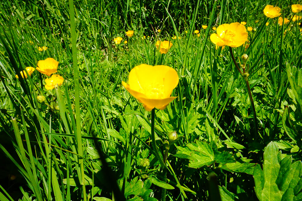 Toy Camera mode effect iphotography