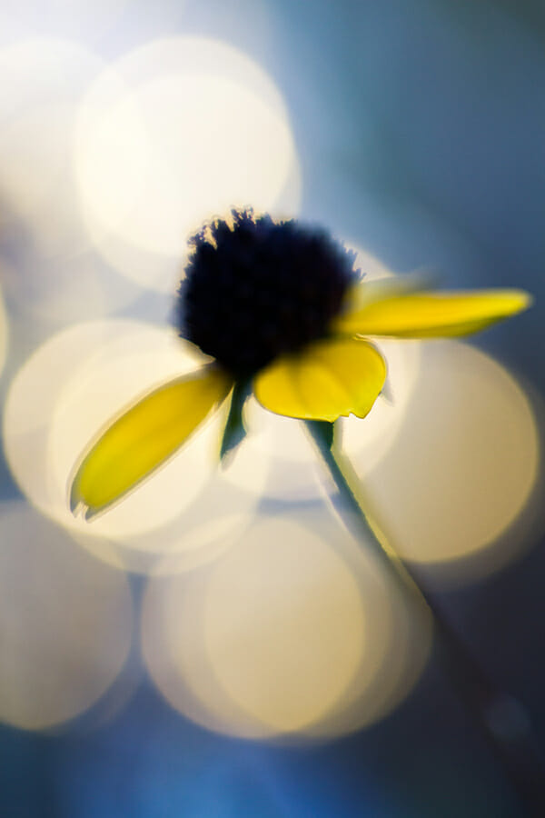 flower photography daisy white green yellow