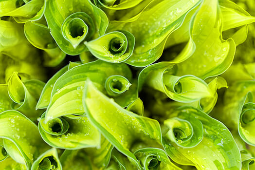 green nature patterns flowers macro photo walk