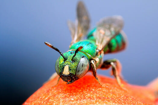 focus insect troll photography