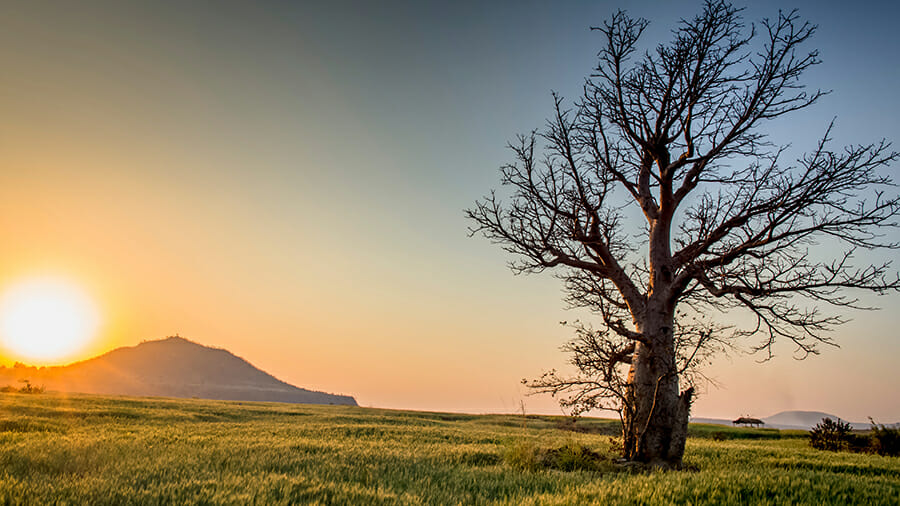 tree in the sunset